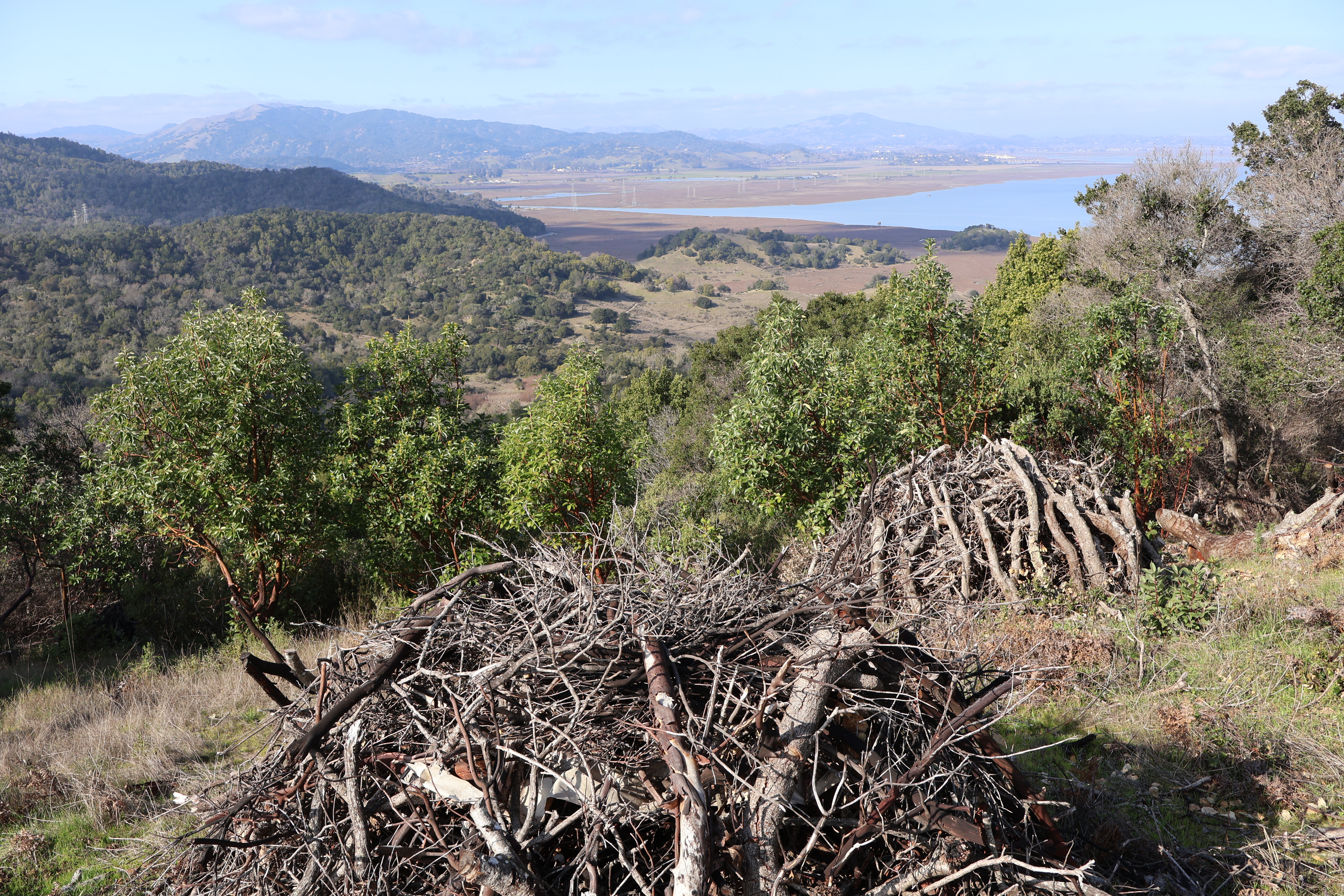 Piles on hillside looking down on Forests and San Francisco Bay